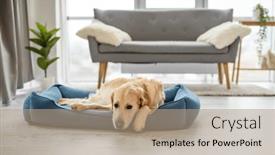  Presentation with resting place - Slide set with golden-retriever-dog-resting background and a coral colored foreground