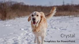  Presentation with dog - Colorful slides enhanced with golden-retriever-dog-running-along backdrop and a light gray colored foreground