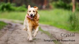  Presentation with outdoors - PPT theme consisting of golden-retriever-dog-running-outdoors background and a coral colored foreground