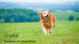  Presentation with dog - Amazing PPT layouts having golden retriever dog running backdrop and a yellow colored foreground