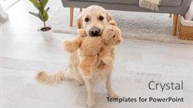  Presentation with teddy bear - Audience pleasing PPT theme consisting of golden-retriever-dog-sitting backdrop and a soft green colored foreground