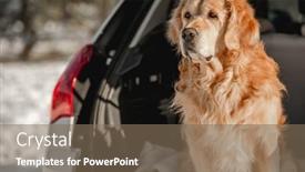  Presentation with golden car - Presentation design consisting of golden-retriever-dog-sitting background and a violet colored foreground