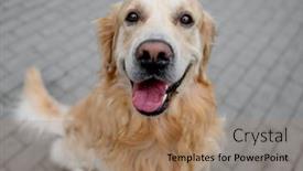  Presentation with green-city - Presentation with golden-retriever-dog-sitting background and a coral colored foreground
