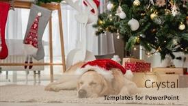  Presentation with dog christmas - Slide set featuring golden-retriever-dog-sleeping-under background and a coral colored foreground