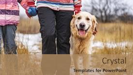  Presentation with golden - Cool new slide set with golden-retriever-dog-walking backdrop and a coral colored foreground