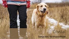  Presentation with golden yellow - Slide deck consisting of golden-retriever-dog-walking background and a coral colored foreground
