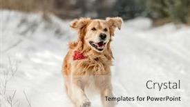  Presentation with winter weather - PPT layouts featuring golden-retriever-dog-walking background and a  colored foreground