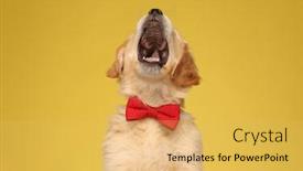  Presentation with golden yellow - PPT theme with golden-retriever-dog-wearing-bowtie background and a yellow colored foreground