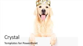  Presentation with crown of thorns - Audience pleasing PPT theme consisting of golden retriever dog wearing crown backdrop and a pink colored foreground