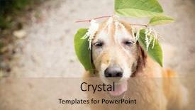  Presentation with crown - PPT theme having golden retriever dog wearing leaf crown background and a coral colored foreground