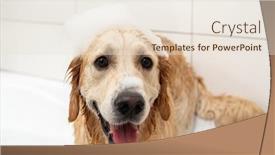  Presentation with foam - PPT theme with golden-retriever-dog-with-foam background and a lemonade colored foreground