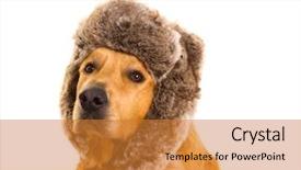  Presentation with golden - Cool new presentation with golden retriever dog with funny backdrop and a gold colored foreground