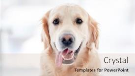 Presentation with mouth - Colorful presentation theme enhanced with golden-retriever-dog-with-open backdrop and a soft green colored foreground