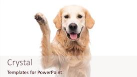  Presentation with paw - PPT theme featuring golden-retriever-dog-with-paw background and a lemonade colored foreground