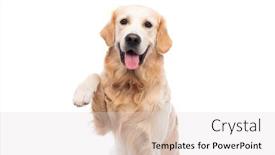  Presentation with paw - Theme consisting of golden-retriever-dog-with-paw background and a lemonade colored foreground