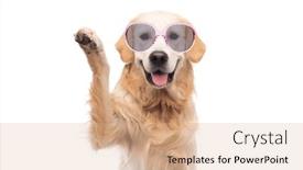  Presentation with paw - Theme having golden-retriever-dog-with-paw background and a coral colored foreground