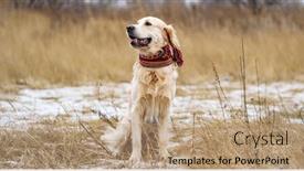  Presentation with golden - PPT theme featuring golden-retriever-dog-with-scarf background and a coral colored foreground