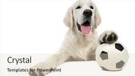  Presentation with golden yellow - Presentation theme with golden retriever dog background and a  colored foreground