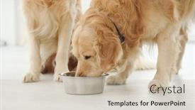  Presentation with dogs - Slide deck featuring golden-retriever-dogs-eating background and a soft green colored foreground