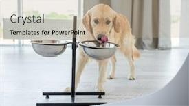  Presentation with bowl - PPT theme enhanced with golden-retriever-drinking-from-bowl background and a coral colored foreground