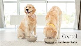  Presentation with golden - Theme with golden-retriever-eating-from-another background and a soft green colored foreground
