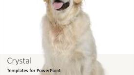  Presentation with golden - Colorful slide deck enhanced with golden-retriever-in-front backdrop and a lemonade colored foreground