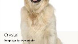  Presentation with golden - Theme having golden-retriever-in-front background and a lemonade colored foreground