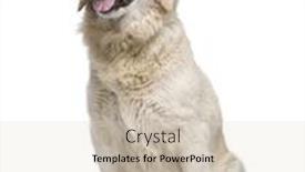  Presentation with golden - Presentation theme enhanced with golden-retriever-in-front background and a lemonade colored foreground