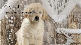  Presentation with golden christmas - Presentation theme with golden retriever in front of a christmas scenery background and a light gray colored foreground
