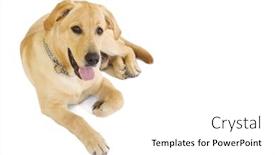  Presentation with golden - Presentation having golden-retriever-in-front background and a white colored foreground
