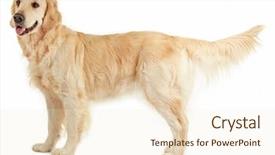  Presentation with gold food white - Theme with golden retriever isolated on white background and a cream colored foreground