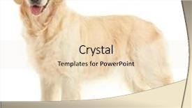  Presentation with golden - PPT theme featuring golden retriever isolated on white background and a lemonade colored foreground