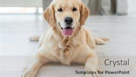  Presentation with golden light - Colorful PPT layouts enhanced with golden-retriever-lying-on-light backdrop and a coral colored foreground
