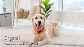  Presentation with golden light - Theme featuring golden-retriever-lying-on-light background and a soft green colored foreground