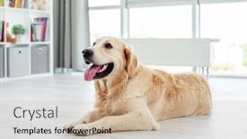  Presentation with golden light - Amazing theme having golden-retriever-lying-on-light backdrop and a soft green colored foreground