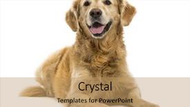  Presentation with golden - PPT theme enhanced with golden retriever lying panting 11 background and a coral colored foreground