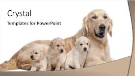  Presentation with qoute for a golden year - Beautiful PPT theme featuring golden retriever mother 5 years backdrop and a white colored foreground