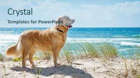  Presentation with tropical - Audience pleasing presentation theme consisting of golden retriever on a sandy backdrop and a sky blue colored foreground