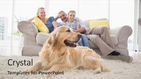  Presentation with social isolation - Audience pleasing theme consisting of golden retriever on rug backdrop and a soft green colored foreground