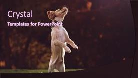  Presentation with tennis - Cool new slide set with golden-retriever-playing-fetch backdrop and a wine colored foreground