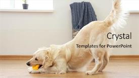  Presentation with toy - Presentation design having golden retriever playing with toy background and a lemonade colored foreground