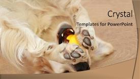  Presentation with wooden floor and gold frame - Beautiful presentation featuring golden retriever playing with toy backdrop and a coral colored foreground