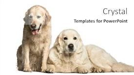  Presentation with sheepdog - Amazing slide set having golden retriever polish tatra sheepdog backdrop and a white colored foreground