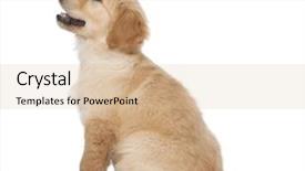  Presentation with puppy - Theme consisting of golden retriever puppy 2 months background and a lemonade colored foreground
