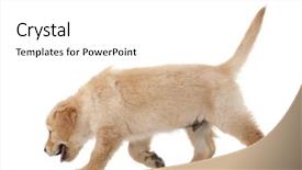  Presentation with puppy - Slides enhanced with golden retriever puppy 2 months background and a white colored foreground
