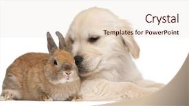  Presentation with puppy - Audience pleasing theme consisting of golden retriever puppy 20 weeks backdrop and a lemonade colored foreground