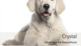  Presentation with puppy - Audience pleasing slide deck consisting of golden retriever puppy 5 months backdrop and a soft green colored foreground