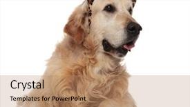  Presentation with animal print - Beautiful PPT layouts featuring golden retriever wearing animal print backdrop and a coral colored foreground