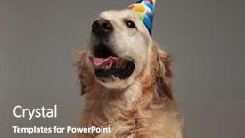  Presentation with happy birthday - Amazing theme having golden retriever with tongue expose backdrop and a violet colored foreground