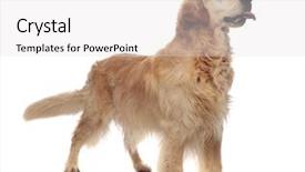  Presentation with white gold wedding - Slide deck with golden retriever with tongue expose background and a  colored foreground